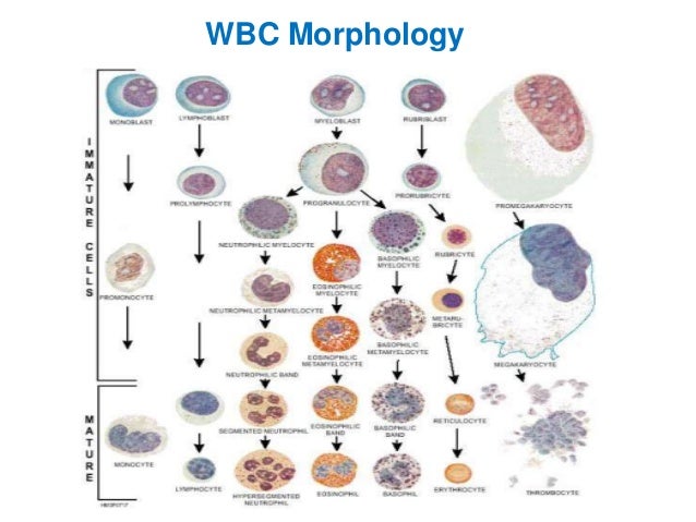 Wbc Morphology Chart