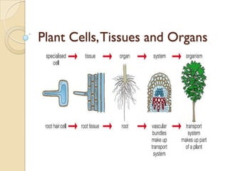 Plant Cells, Tissues and Organs

 