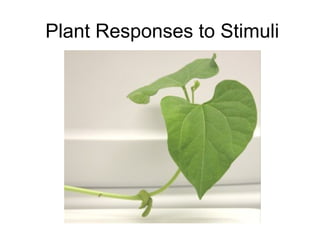 Plant Responses to Stimuli
 