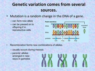 05 population variation and selection | PDF