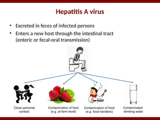Hepatitis A virus
• Excreted in feces of infected persons
• Enters a new host through the intestinal tract
(enteric or fecal-oral transmission)
Close personal
contact
Contamination of food
(e.g. at farm level)
Contamination of food
(e.g. food handlers)
Contaminated
drinking water
 