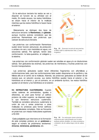 I) Biomoléculas 6) Proteínas
En la estructura terciaria los restos se van a
disponer en función de su afinidad con el
medio. En medio acuoso, los restos hidrófobos
se sitúan hacia el interior de la molécula
mientras que los restos hidrófilos lo hacen hacia
el exterior.
Básicamente se distingen dos tipos de
estructura terciaria: la filamentosa y la globular,
aunque muchos autores consideran que las
proteínas filamentosas son proteínas que
carecen de estructura terciaria.
Las proteínas con conformación filamentosa
suelen tener función estructural, de protección
o ambas a la vez y son insolubles en agua y en
soluciones salinas. Por ejemplo, tienen esta
conformación: la beta-queratina, el colágeno y
la elastina.
Las proteínas con conformación globular suelen ser solubles en agua y/o en disoluciones
salinas. Son globulares las enzimas, las proteínas de membrana y muchas proteínas con
función transportadora.
Las proteínas globulares suelen tener diferentes fragmentos con alfa-hélices y
conformaciones beta, pero las conformaciones beta suelen disponerse en la periferia y las
hélices alfa en el centro de la molécula. Además, las proteínas globulares se doblan de tal
manera que, en solución acuosa, sus restos hidrófilos quedan hacia el exterior y los
hidrófobos en el interior y, por el contrario, en un ambiente lipídico, los restos hidrófilos
quedan en el interior y los hidrófobos en el exterior.
IV) ESTRUCTURA CUATERNARIA- Cuando
varias cadenas de aminoácidos, iguales o
diferentes, se unen para formar un edificio
proteico de orden superior, se disponen según
lo que llamamos estructura cuaternaria.
También se considera estructura cuaternaria la
unión de una o varias proteínas a otras
moléculas no proteicas para formar edificios
macromoléculares complejos. Esto es frecuente
en proteínas con masas moleculares superiores
a 50.000
Cada polipéptido que interviene en la formación
de este complejo proteico es un protómero y
según el número de protómeros tendremos:
dímeros, tetrámeros, pentámeros, etc.
J. L. Sánchez Guillén Página I-6-11
Fig. 25 Estructura terciaria de una proteína.
a) hélices alfa b) conformaciones beta; c) zonas
irregulares.
Fig. 26 Los anticuerpos tienen estructura
cuaternaria pues están formados por la unión,
mediante puentes disulfuro, de cuatro protómeros
o dominios; dos de cadena larga y dos de cadena
corta
Glúcido Glúcido
 
