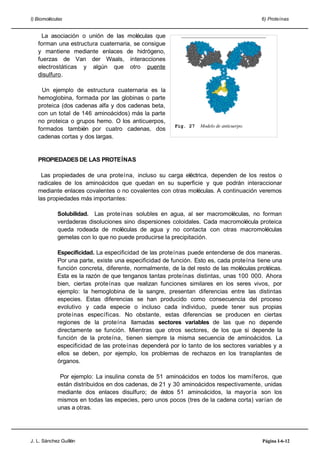 I) Biomoléculas 6) Proteínas
La asociación o unión de las moléculas que
forman una estructura cuaternaria, se consigue
y mantiene mediante enlaces de hidrógeno,
fuerzas de Van der Waals, interacciones
electrostáticas y algún que otro puente
disulfuro.
Un ejemplo de estructura cuaternaria es la
hemoglobina, formada por las globinas o parte
proteica (dos cadenas alfa y dos cadenas beta,
con un total de 146 aminoácidos) más la parte
no proteica o grupos hemo. O los anticuerpos,
formados también por cuatro cadenas, dos
cadenas cortas y dos largas.
PROPIEDADES DE LAS PROTEÍNAS
Las propiedades de una proteína, incluso su carga eléctrica, dependen de los restos o
radicales de los aminoácidos que quedan en su superficie y que podrán interaccionar
mediante enlaces covalentes o no covalentes con otras moléculas. A continuación veremos
las propiedades más importantes:
Solubilidad. Las proteínas solubles en agua, al ser macromoléculas, no forman
verdaderas disoluciones sino dispersiones coloidales. Cada macromolécula proteica
queda rodeada de moléculas de agua y no contacta con otras macromoléculas
gemelas con lo que no puede producirse la precipitación.
Especificidad. La especificidad de las proteínas puede entenderse de dos maneras.
Por una parte, existe una especificidad de función. Esto es, cada proteína tiene una
función concreta, diferente, normalmente, de la del resto de las moléculas protéicas.
Esta es la razón de que tenganos tantas proteínas distintas, unas 100 000. Ahora
bien, ciertas proteínas que realizan funciones similares en los seres vivos, por
ejemplo: la hemoglobina de la sangre, presentan diferencias entre las distintas
especies. Estas diferencias se han producido como consecuencia del proceso
evolutivo y cada especie o incluso cada individuo, puede tener sus propias
proteínas específicas. No obstante, estas diferencias se producen en ciertas
regiones de la proteína llamadas sectores variables de las que no depende
directamente se función. Mientras que otros sectores, de los que si depende la
función de la proteína, tienen siempre la misma secuencia de aminoácidos. La
especificidad de las proteínas dependerá por lo tanto de los sectores variables y a
ellos se deben, por ejemplo, los problemas de rechazos en los transplantes de
órganos.
Por ejemplo: La insulina consta de 51 aminoácidos en todos los mamíferos, que
están distribuidos en dos cadenas, de 21 y 30 aminoácidos respectivamente, unidas
mediante dos enlaces disulfuro; de éstos 51 aminoácidos, la mayoría son los
mismos en todas las especies, pero unos pocos (tres de la cadena corta) varían de
unas a otras.
J. L. Sánchez Guillén Página I-6-12
Fig. 27 Modelo de anticuerpo.
 