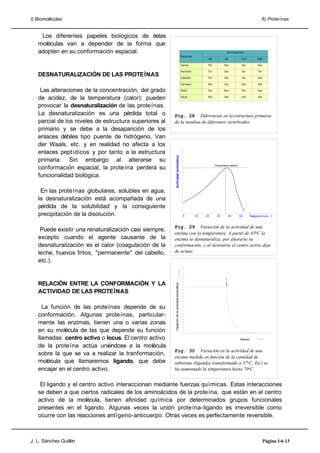 I) Biomoléculas 6) Proteínas
Los diferentes papeles biológicos de éstas
moléculas van a depender de la forma que
adopten en su conformación espacial.
DESNATURALIZACIÓN DE LAS PROTEÍNAS
Las alteraciones de la concentración, del grado
de acidez, de la temperatura (calor); pueden
provocar la desnaturalización de las proteínas.
La desnaturalización es una pérdida total o
parcial de los niveles de estructura superiores al
primario y se debe a la desaparición de los
enlaces débiles tipo puente de hidrógeno, Van
der Waals, etc. y en realidad no afecta a los
enlaces peptídicos y por tanto a la estructura
primaria. Sin embargo al alterarse su
conformación espacial, la proteína perderá su
funcionalidad biológica.
En las proteínas globulares, solubles en agua,
la desnaturalización está acompañada de una
pérdida de la solubilidad y la consiguiente
precipitación de la disolución.
Puede existir una renaturalización casi siempre,
excepto cuando el agente causante de la
desnaturalización es el calor (coagulación de la
leche, huevos fritos, "permanente" del cabello,
etc.).
RELACIÓN ENTRE LA CONFORMACIÓN Y LA
ACTIVIDAD DE LAS PROTEÍNAS
La función de las proteínas depende de su
conformación. Algunas proteínas, particular-
mente las enzimas, tienen una o varias zonas
en su molécula de las que depende su función
llamadas: centro activo o locus. El centro activo
de la proteína actúa uniéndose a la molécula
sobre la que se va a realizar la tranformación,
molécula que llamaremos ligando, que debe
encajar en el centro activo.
El ligando y el centro activo interaccionan mediante fuerzas químicas. Estas interacciones
se deben a que ciertos radicales de los aminoácidos de la proteína, que están en el centro
activo de la molécula, tienen afinidad química por determinados grupos funcionales
presentes en el ligando. Algunas veces la unión proteína-ligando es irreversible como
ocurre con las reacciones antígeno-anticuerpo. Otras veces es perfectamente reversible.
J. L. Sánchez Guillén Página I-6-13
Fig. 29 Variación de la actividad de una
enzima con la temperatura. A partir de 451C la
enzima se desnaturaliza, por alterarse su
conformación, y al destruirse el centro activo deja
de actuar.
Actividadenzimática
Temperatura óptima
Fig. 30 Variación en la actividad de una
enzima medida en función de la cantidad de
substrato (ligando) transformado a 37oC. En t se
ha aumentado la temperatura hasta 70oC.
t
Variacióndelaactividadenzimática
tiempo
Fig. 28 Diferencias en la estructura primaria
de la insulina de diferentes vertebrados.
B30A10A9A8
AlaValSerAlaVaca
AlaThrAsnHisPollo
AlaValGlyAlaCarnero
AlaIleGlyThrCaballo
ThrIleSerThrHombre
AlaIleSerThrCerdo
Aminoácidos
Especies
 