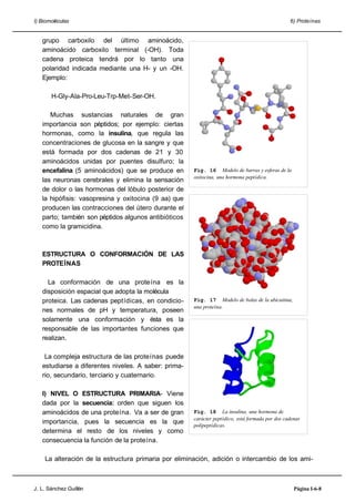 I) Biomoléculas 6) Proteínas
grupo carboxilo del último aminoácido,
aminoácido carboxilo terminal (-OH). Toda
cadena proteica tendrá por lo tanto una
polaridad indicada mediante una H- y un -OH.
Ejemplo:
H-Gly-Ala-Pro-Leu-Trp-Met-Ser-OH.
Muchas sustancias naturales de gran
importancia son péptidos; por ejemplo: ciertas
hormonas, como la insulina, que regula las
concentraciones de glucosa en la sangre y que
está formada por dos cadenas de 21 y 30
aminoácidos unidas por puentes disulfuro; la
encefalina (5 aminoácidos) que se produce en
las neuronas cerebrales y elimina la sensación
de dolor o las hormonas del lóbulo posterior de
la hipófisis: vasopresina y oxitocina (9 aa) que
producen las contracciones del útero durante el
parto; también son péptidos algunos antibióticos
como la gramicidina.
ESTRUCTURA O CONFORMACIÓN DE LAS
PROTEÍNAS
La conformación de una proteína es la
disposición espacial que adopta la molécula
proteica. Las cadenas peptídicas, en condicio-
nes normales de pH y temperatura, poseen
solamente una conformación y ésta es la
responsable de las importantes funciones que
realizan.
La compleja estructura de las proteínas puede
estudiarse a diferentes niveles. A saber: prima-
rio, secundario, terciario y cuaternario.
I) NIVEL O ESTRUCTURA PRIMARIA- Viene
dada por la secuencia: orden que siguen los
aminoácidos de una proteína. Va a ser de gran
importancia, pues la secuencia es la que
determina el resto de los niveles y como
consecuencia la función de la proteína.
La alteración de la estructura primaria por eliminación, adición o intercambio de los ami-
J. L. Sánchez Guillén Página I-6-8
Fig. 18 La insulina, una hormona de
carácter peptídico, está formada por dos cadenas
polipeptídicas.
Fig. 17 Modelo de bolas de la ubicuitina,
una proteína.
Fig. 16 Modelo de barras y esferas de la
oxitocina, una hormona peptídica.
 
