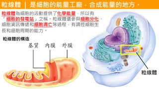 粒線體
粒線體 | 是細胞的能量工廠，合成能量的地方。
粒線體為細胞的活動提供了化學能量，所以有
「細胞的發電站」之稱。粒線體還參與細胞分化、
細胞資訊傳遞和細胞凋亡等過程，有調控細胞生
長和細胞周期的能力。
 