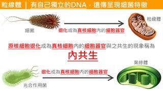 粒線體 | 有自己獨立的DNA，遺傳呈現細菌特徵
細菌
光合作用菌
粒線體
葉綠體
退化成為真核細胞內的細胞器官
退化成為真核細胞內的細胞器官
原核細胞退化成為真核細胞內的細胞器官與之共生的現象稱為
內共生
 