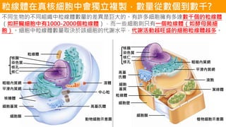 粒線體在真核細胞中會獨立複製，數量從數個到數千?
不同生物的不同組織中粒線體數量的差異是巨大的。有許多細胞擁有多達數千個的粒線體
（如肝臟細胞中有1000-2000個粒線體），而一些細胞則只有一個粒線體（如酵母菌細
胞）。細胞中粒線體數量取決於該細胞的代謝水平，代謝活動越旺盛的細胞粒線體越多。
 