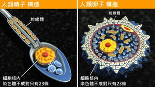 人類精子 構造 人類卵子 構造
粒線體
粒線體
細胞核內
染色體不成對只有23條
細胞核內
染色體不成對只有23條
 