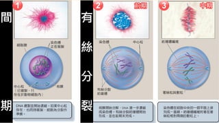 有絲分裂
間
期
有
絲
分
裂
前期 中期
 
