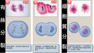 有絲分裂
有
絲
分
裂
後期 末期
細
胞
質
分
裂
 
