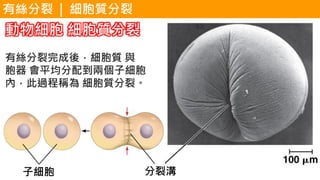 有絲分裂 | 細胞質分裂
分裂溝子細胞
動物細胞 細胞質分裂
有絲分裂完成後，細胞質 與
胞器 會平均分配到兩個子細胞
內，此過程稱為 細胞質分裂。
 