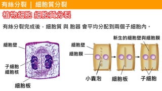 植物細胞 細胞質分裂
有絲分裂完成後，細胞質 與 胞器 會平均分配到兩個子細胞內。
細胞板
細胞板 子細胞
新生的細胞壁與細胞膜
細胞膜
細胞壁細胞壁
子細胞
細胞核
小囊泡
有絲分裂 | 細胞質分裂
 