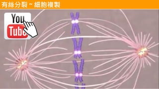 有絲分裂 ~ 細胞複製
 