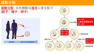 減數分裂 : 染色體數目減半以產生配子
(配子：精子、卵子)
減數分裂
2n→4n
人類染色體數為例
46→92
4n→2n
92→46
2n→n
46→23
 