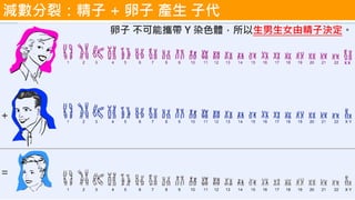 X X
減數分裂：精子 + 卵子 產生 子代
卵子 不可能攜帶 Y 染色體，所以生男生女由精子決定。
 