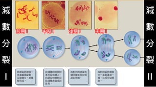 減
數
分
裂
I
前期 I 中期 I 後期 I 末期 I
減
數
分
裂
II
 