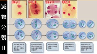 減
數
分
裂
II
前期 II 中期 II 後期 II 末期 II
 