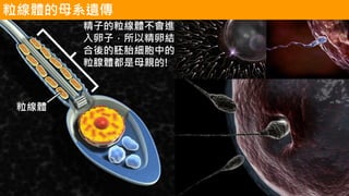 粒線體的母系遺傳
粒線體
精子的粒線體不會進
入卵子，所以精卵結
合後的胚胎細胞中的
粒腺體都是母親的!
 