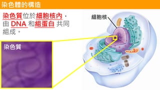 染色體的構造
細胞核染色質位於細胞核內，
由 DNA 和組蛋白 共同
組成。
染色質
 