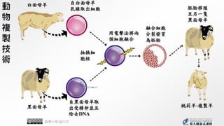 動
物
複
製
技
術
 