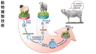 動
物
複
製
技
術
 