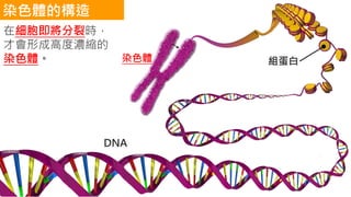 染色體 組蛋白
DNA
在細胞即將分裂時，
才會形成高度濃縮的
染色體。
染色體的構造
 