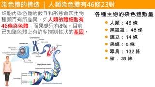 染色體的構造 | 人類染色體有46條23對
細胞內染色體的數目和形態會因生物
種類而有所差異，如人類的體細胞有
46條染色體，而果蠅只有8條。目前
已知染色體上有許多控制性狀的基因。
 