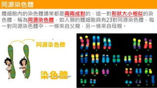 同源染色體
體細胞內的染色體通常都是兩兩成對的，這一對形狀大小相似的染
色體，稱為同源染色體，如人類的體細胞具有23對同源染色體，每
一對同源染色體中，一條來自父親，另一條來自母親。
 