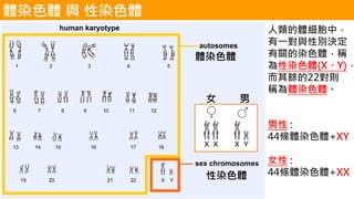 體染色體 與 性染色體
體染色體
性染色體
女 男
人類的體細胞中，
有一對與性別決定
有關的染色體，稱
為性染色體(X、Y)，
而其餘的22對則
稱為體染色體。
男性 :
44條體染色體+XY
女性 :
44條體染色體+XX
 