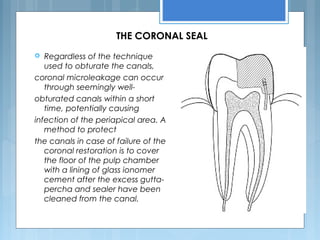 THE CORONAL SEAL
 Regardless of the technique
used to obturate the canals,
coronal microleakage can occur
through seemingly well-
obturated canals within a short
time, potentially causing
infection of the periapical area. A
method to protect
the canals in case of failure of the
coronal restoration is to cover
the floor of the pulp chamber
with a lining of glass ionomer
cement after the excess gutta-
percha and sealer have been
cleaned from the canal.
 