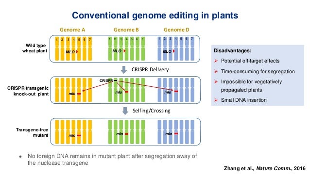 of genome editing crop