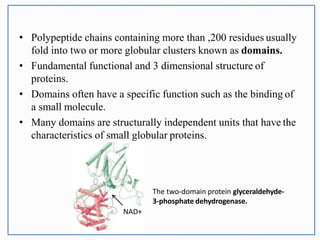 • Polypeptide chains containing more than ,200 residues usually
fold into two or more globular clusters known as domains.
• Fundamental functional and 3 dimensional structure of
proteins.
• Domains often have a specific function such as the binding of
a small molecule.
• Many domains are structurally independent units that have the
characteristics of small globular proteins.
The two-domain protein glyceraldehyde-
3-phosphate dehydrogenase.
NAD+
 