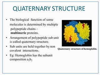• The biological function of some
molecules is determined by multiple
polypeptide chains –
multimeric proteins.
• Arrangement of polypeptide sub unit
is called quaternary structure.
• Sub units are held together by non
covalent interactions.
• Eg: Hemoglobin has the subunit
composition a2b2
QUATERNARY STRUCTURE
Quaternary structure of hemoglobin.
 