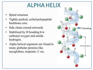 • Spiral structure
• Tightly packed, coiled polypeptide
backbone core.
• Side chain extend outwards
• Stabilized by H bonding b/w
carbonyl oxygen and amide
hydrogen.
• Alpha helical segments are found in
many globular proteins like
myoglobins, troponin- C etc.
ALPHA HELIX
H bonding
 