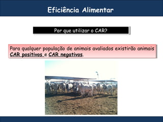 Por que utilizar o CAR?Por que utilizar o CAR?
Eficiência Alimentar
Para qualquer população de animais avaliados existirão animais
CAR positivos e CAR negativos.
Para qualquer população de animais avaliados existirão animais
CAR positivos e CAR negativos.
 