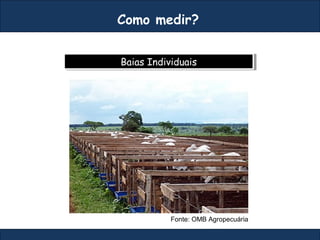 Baias IndividuaisBaias Individuais
Como medir?
Fonte: OMB Agropecuária
 
