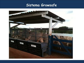 Sistema Growsafe
 