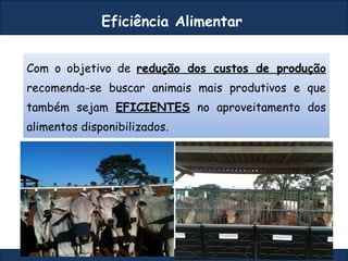Com o objetivo de redução dos custos de produção
recomenda-se buscar animais mais produtivos e que
também sejam EFICIENTES no aproveitamento dos
alimentos disponibilizados.
Eficiência Alimentar
 