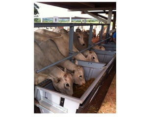 Consumo Alimentar Residual
 