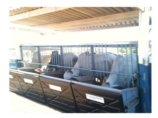 Consumo Alimentar Residual
 