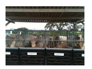 Consumo Alimentar Residual
 