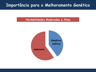Importância para o Melhoramento Genético
Herdabilidades Moderadas a Altas
 