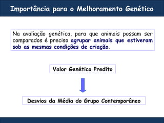 Valor Genético Predito
Desvios da Média do Grupo Contemporâneo
Na avaliação genética, para que animais possam ser
comparados é preciso agrupar animais que estiveram
sob as mesmas condições de criação.
Importância para o Melhoramento Genético
 