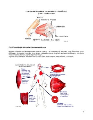 3
Clasificación de los músculos esqueléticos
Algunos músculos son láminas planas, como el trapecio y el transverso del abdomen, otros, fusiformes, como
el bíceps y el pronador redondo; otros, largos y delgados, como el sartorio y el peroneo lateral; y por último,
otros son como abanicos, como el pectoral mayor.
Algunos músculos llevan el nombre por su forma, pero otros lo hacen por su función o ubicación.
 