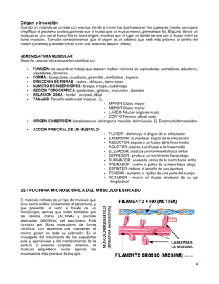 4
Origen e inserción
Cuando un músculo se contrae con energía, tiende a mover los dos huesos en los cuales se inserta, pero para
simplificar el problema suele suponerse que el hueso que se mueve menos, permanece fijo. El punto donde un
músculo se une con el hueso fijo se llama origen; mientras que el lugar en donde se une con el hueso móvil se
llama inserción. También consideraremos que el origen es el extremo que esté más próximo al centro del
cuerpo (proximal) y la inserción el punto que esté más alejado (distal).
NOMENCLATURA MUSCULAR
Según la característica se pueden clasificar por:
 FUNCION: de acuerdo al trabajo que realicen reciben nombres de supinadores, pronadores, aductores,
elevadores , tensores.
 FORMA : triangulares , cuadrado , piramidal , romboides , trapecio
 DIRECCION DE FIBRAS : rectos , oblicuos , transversos
 NUMERO DE INSERCIONES : bíceps, tríceps , cuádriceps
 REGION TOPOGRAFICA : pectorales , glúteos , braquiales , dorsales
 RELACION OSEA : frontal , occipital , tibial
 TAMAÑO: Tamaño relativo del músculo. Ej.:
 MAYOR Glúteo mayor
 MENOR Glúteo menor
 LARGO Aductor largo de muslo
 CORTO Peroneo lateral corto
 ORIGEN E INSERCIÓN: Localizaciones del origen e inserción del músculo. Ej. Esternocleidomastoideo
 ACCIÓN PRINCIPAL DE UN MÚSCULO:
 FLEXOR : disminuye el ángulo de la articulación
 EXTENSOR : aumenta el ángulo de la articulación
 ABDUCTOR: separa a un hueso de la línea media
 ADUCTOR : acerca a un hueso a la línea media
 ELEVADOR: produce un movimiento hacia arriba
 DEPRESOR : produce un movimiento hacia abajo
 SUPINADOR : vuelve la palma de la mano hacia arriba
 PRONADOR : vuelve la palma de la mano hacia abajo
 ESFINTER : reduce el tamaño de una apertura
 TENSOR : aumenta la rigidez de una parte del cuerpo
 ROTADOR : mueve un hueso alrededor de su eje
longitudinal
ESTRUCTURA MICROSCÓPICA DEL MÚSCULO ESTRIADO
El músculo estriado es un tipo de músculo que
tiene como unidad fundamental el sarcómero, y
que presenta, al verlo a través de un
microscopio, estrías que están formadas por
las bandas claras (ACTINA) y oscuras
alternadas (MIOSINA) del sarcómero. Está
formado por fibras musculares de forma
cilíndrica, con extremos que mantienen el
mismo grosor en toda su extensión. Es el
encargado del movimiento de los esqueletos
axial y apendicular y del mantenimiento de la
postura o posición corporal. Además, el
músculo esquelético ocular ejecuta los
movimientos más precisos de los ojos.
 