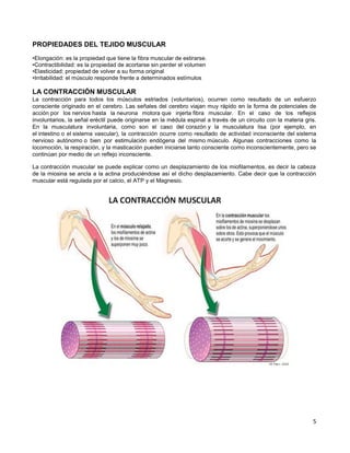 5
PROPIEDADES DEL TEJIDO MUSCULAR
•Elongación: es la propiedad que tiene la fibra muscular de estirarse.
•Contractibilidad: es la propiedad de acortarse sin perder el volumen
•Elasticidad: propiedad de volver a su forma original
•Irritabilidad: el músculo responde frente a determinados estímulos
LA CONTRACCIÓN MUSCULAR
La contracción para todos los músculos estriados (voluntarios), ocurren como resultado de un esfuerzo
consciente originado en el cerebro. Las señales del cerebro viajan muy rápido en la forma de potenciales de
acción por los nervios hasta la neurona motora que injerta fibra muscular. En el caso de los reflejos
involuntarios, la señal eréctil puede originarse en la médula espinal a través de un circuito con la materia gris.
En la musculatura involuntaria, como son el caso del corazón y la musculatura lisa (por ejemplo, en
el intestino o el sistema vascular), la contracción ocurre como resultado de actividad inconsciente del sistema
nervioso autónomo o bien por estimulación endógena del mismo músculo. Algunas contracciones como la
locomoción, la respiración, y la masticación pueden iniciarse tanto consciente como inconscientemente, pero se
continúan por medio de un reflejo inconsciente.
La contracción muscular se puede explicar como un desplazamiento de los miofilamentos, es decir la cabeza
de la miosina se ancla a la actina produciéndose así el dicho desplazamiento. Cabe decir que la contracción
muscular está regulada por el calcio, el ATP y el Magnesio.
 