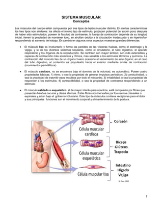 1
SISTEMA MUSCULAR
Conceptos
Los músculos del cuerpo están compuestos por tres tipos de tejido muscular distinto. En ciertas características
los tres tipos son similares: los afecta el mismo tipo de estímulo, producen potencial de acción poco después
de haber sido estimulados, poseen la facultad de contraerse, la fuerza de contracción depende de su longitud
inicial, tienen la propiedad de mantener tono, se atrofian debido a la circulación inadecuada y se hipertrofian
respondiendo al aumento de trabajo. En cambio en algunos otros aspectos muestran grandes diferencias:
 El músculo liso es involuntario y forma las paredes de las vísceras huecas, como el estómago y la
vejiga, y la de los diversos sistemas tubulares, como el circulatorio, el tubo digestivo, el aparato
respiratorio y los órganos de la reproducción. Se contraen con mayor lentitud, son más extensibles y
capaces de contracción más sostenida y rítmica, mas sensible a los estímulos térmicos y químicos. La
contracción del músculo liso de un órgano hueco ocasiona el vaciamiento de este órgano; en el caso
del tubo digestivo, el contenido es propulsado hacia el exterior mediante ondas de contracción
(movimientos peristálticos).
 El músculo cardiaco, no se encuentra bajo el dominio de la voluntad, es automático. Posee cuatro
propiedades básicas; 1) ritmo, o sea la propiedad de generar impulsos periódicos; 2) conductividad, o
sea la propiedad de trasmitir esos impulsos por todo el miocardio; 3) irritabilidad, o sea la propiedad de
responder a los estímulos; 4) contractibilidad, o sea la propiedad de contraerse respondiendo a un
estímulo.
 El músculo estriado o esquelético, el de mayor interés para nosotros, está compuesto por fibras que
presentan bandas oscuras y claras alternas. Estas fibras son inervadas por los nervios craneales o
espinales y están bajo el gobierno voluntario. Este tipo de músculos contiene receptores para el dolor
y sus principales funciones son el movimiento corporal y el mantenimiento de la postura.
 