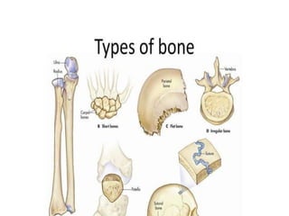 05 Skeletal Tissue.pptx scienc.e gen bio