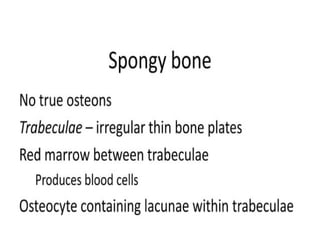 05 Skeletal Tissue.pptx scienc.e gen bio